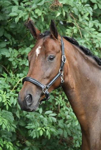 Image du produit Horka Licol en cuir pour cheval