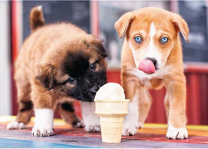 Actual product image Trefl Pz. Dogs Ice Age 500T. (500 pieces)