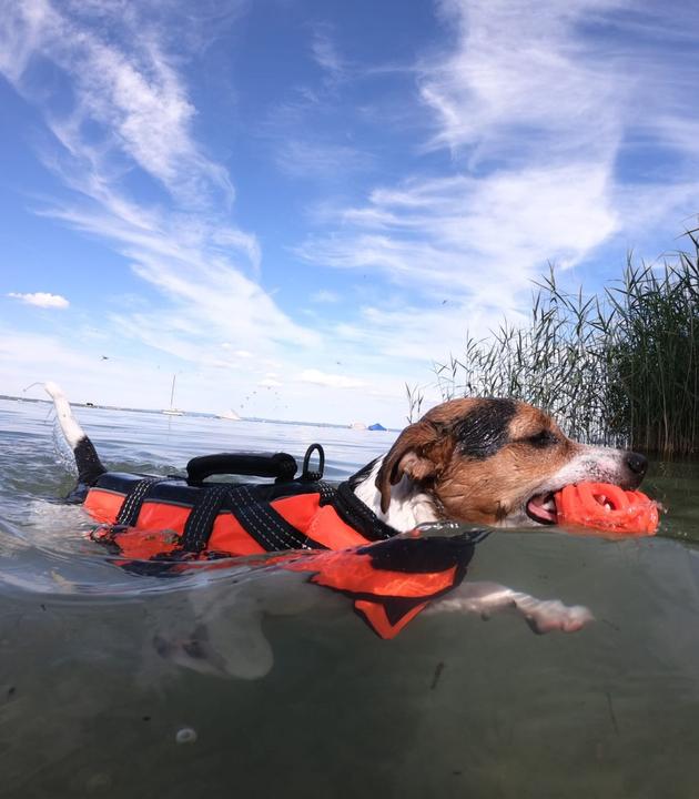 Image du produit Rukka Gilet de sécurité Safety Life (XS, Gilet pour chien)