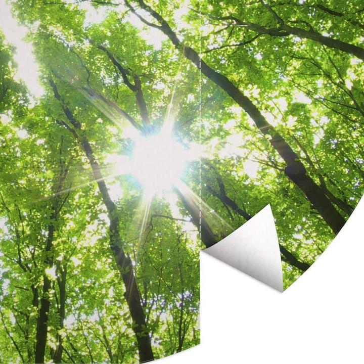 Produktbild Trenddeko Baumkronen im Wald (236 cm)