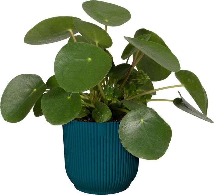 Image du produit Elho Pliage des vibrations (18.35 cm)