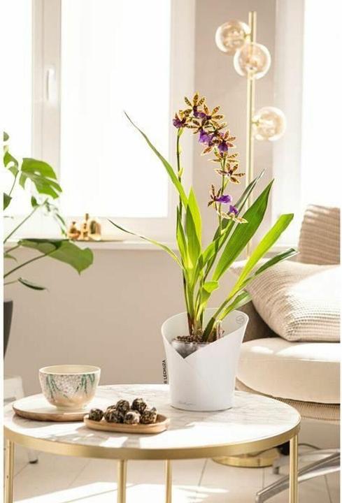 Produktbild Lechuza Orchidea (17.90 x 20 cm)