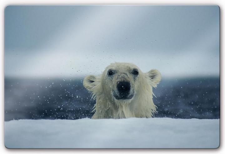 Actual product image National Geographic NG Cheeky Polar Bear (60 x 40 cm)