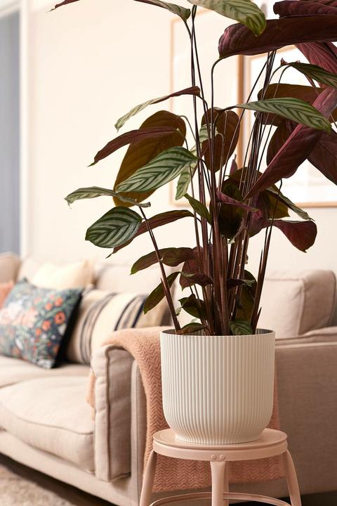 Image du produit Elho Vibes (29 cm)