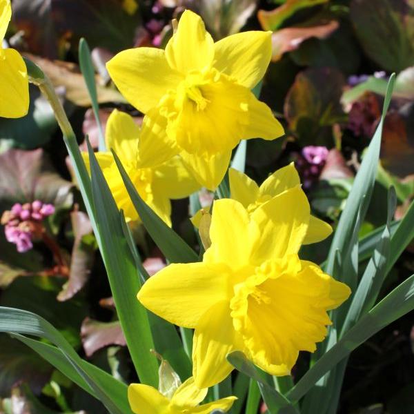 Produktbild Säntispracht 2 er Set, Osterglocke - Narcissen Goldene Geige (40 cm)