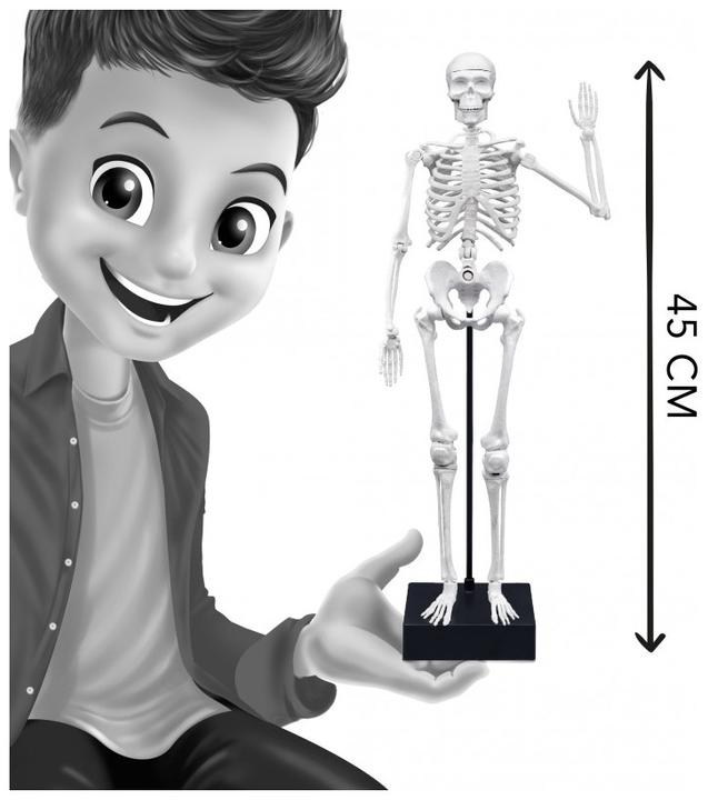 Actual product image Buki France 2180 Skeleton 45 cm For 8+ Years