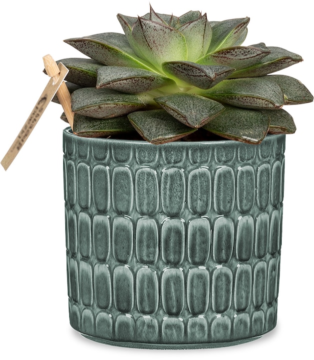 Image du produit Scheurich Lagom (19 cm)