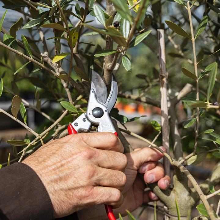 Produktbild Felco 11 Bypass Gartenschere für grosse Hände, für Rechtshänder