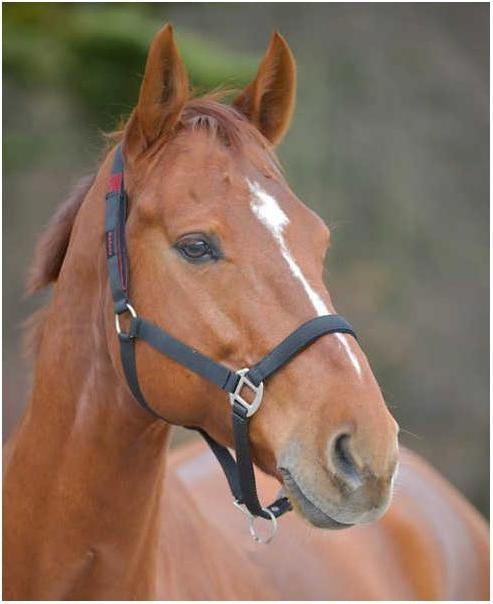Actual product image Waldhausen Safety halter-