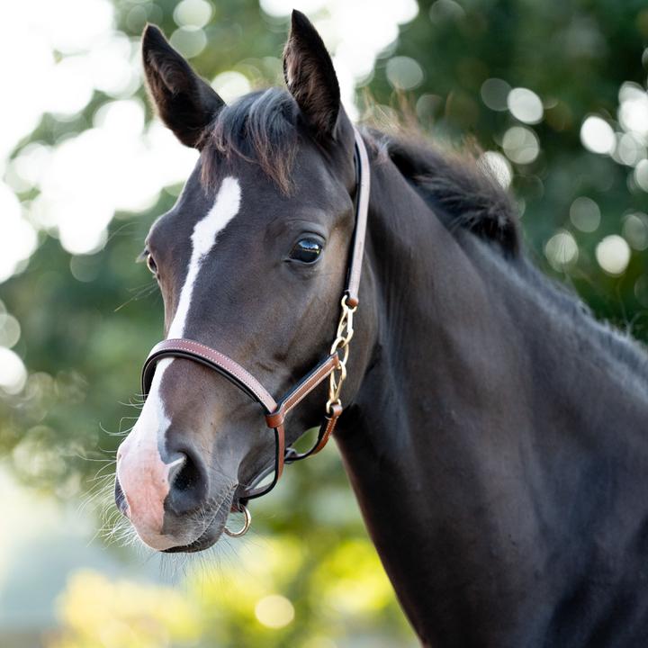 Immagine prodotto Kavalkade Yearling