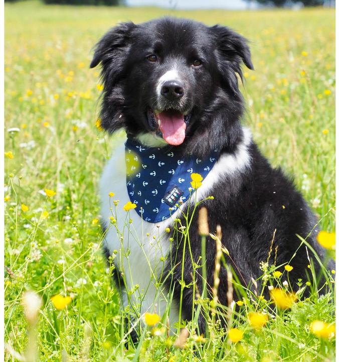 Actual product image Knauder's Best Anchor Marine (M, Dog bandana)