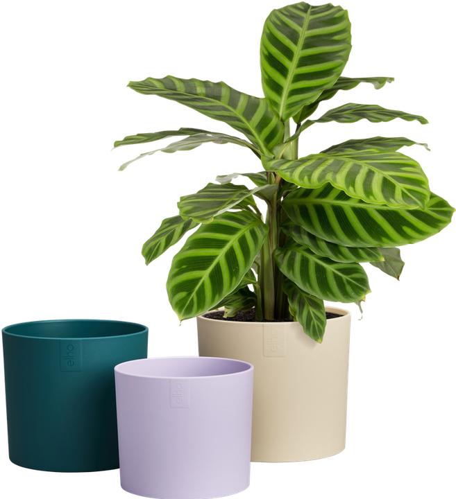 Produktbild Elho Lex Pott Set (12 x 12.40 cm)