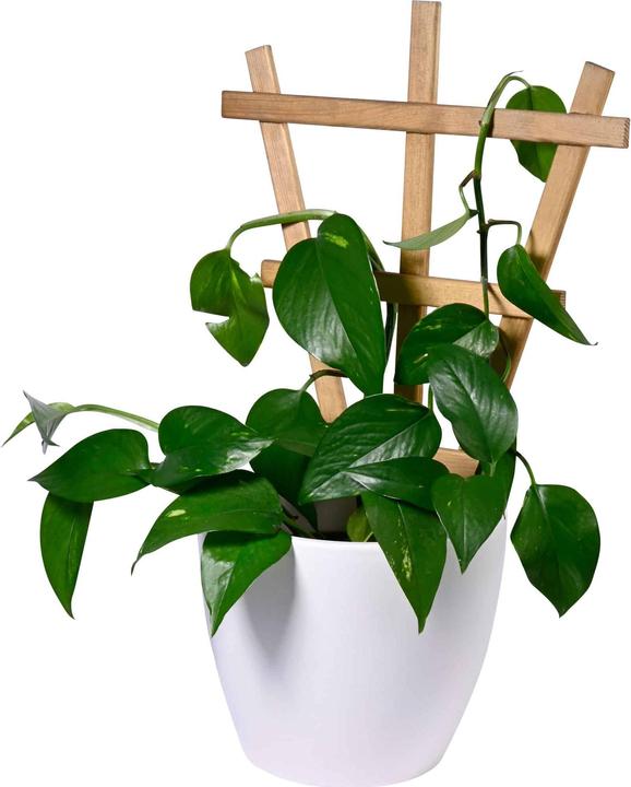 Image du produit Dobar Support pour pots de fleurs "Positano" en bois, set de 4, taille L (39 cm, 1.40 cm)