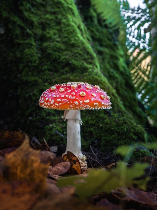 Actual product image OM System M.Zuiko Digital ED 30mm F3.5 Macro (Black) (Micro Four Thirds, Micro Four Thirds)