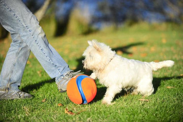 Actual product image Chuckit! Kick Fetch (Litter toy dog)