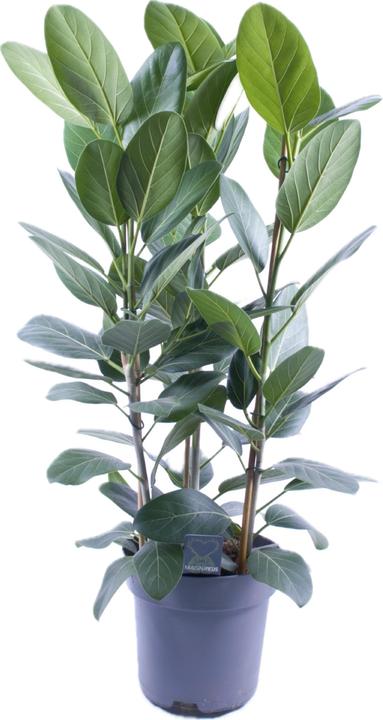 Actual product image Mahaloplants Ficus benghalensis (90 cm)