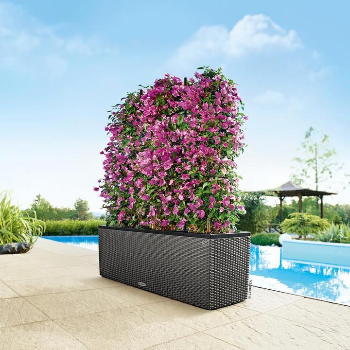 Actual product image Lechuza Trio Cottage (32 cm)