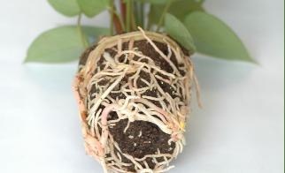 Actual product image Planta Plug Tray with 77 pcs.