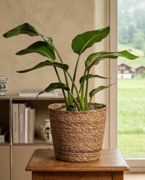 Image du produit feey Kesat (22 x 23 cm)