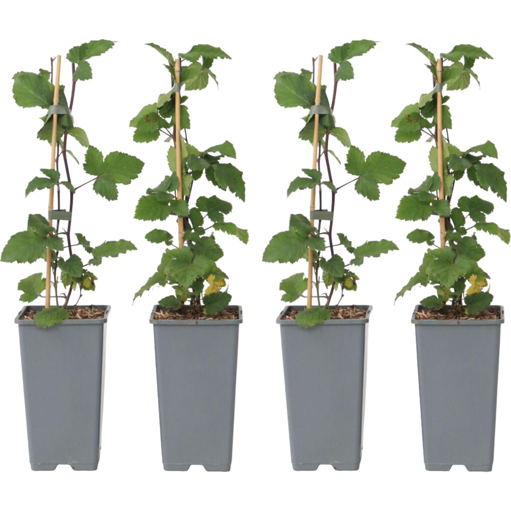 Plant in a Box, Pflanzen, Ribes rubrum Jonkheer van Tets - 4er set Johannisbeere (50 cm)