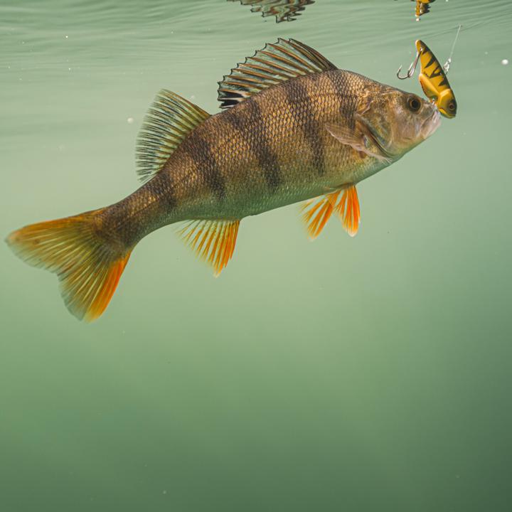 Immagine prodotto Caperlan Persico Wobbler Keila