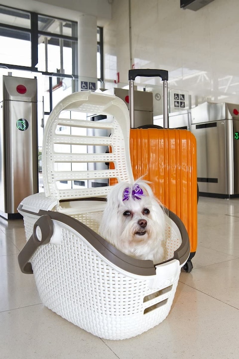 Actual product image Curver Transport box (Dog, Cat, Can be opened completely)