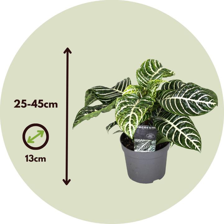 Actual product image Plant in a Box Aphelandra squarrosa Botanica - Set of 2 Zebraweed (25 cm)
