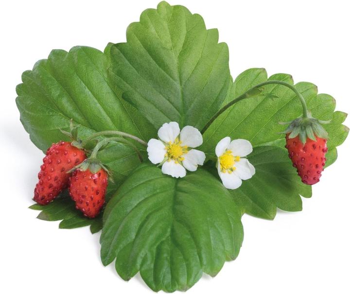 Image du produit Véritable Lingot Fraise des bois rouge BIO (Graines de fruits)