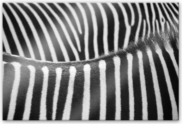 Image du produit Trenddeko motif zébré (60 x 40 cm)