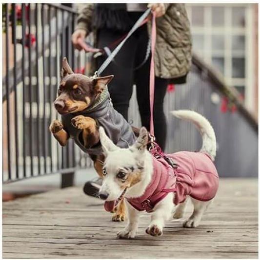 Actual product image Hurtta Razzle-Dazzle blackberry Gr.45 (M, Dog coat)