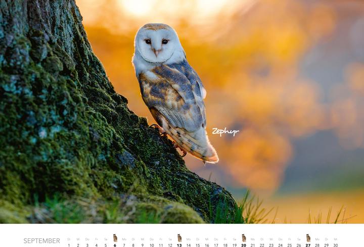 Immagine prodotto Eulen Kalender 2026 (47,5 x 33 cm)