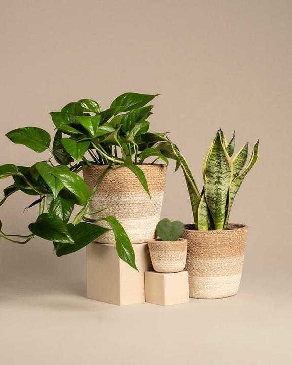 Immagine prodotto feey Starter-Set (30 cm, Appena rinvasata)