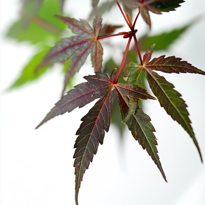 Actual product image Plant in a Box Acer palmatum 'Starfish' - Ahorn Baum (60 cm)
