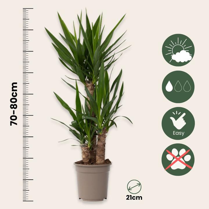 Produktbild Plant in a Box Yucca Elephantipes - Palmlelie (70 cm)