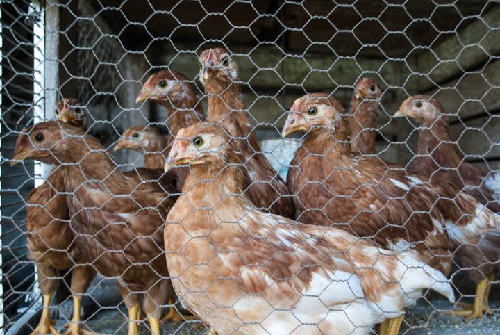 Image du produit Aquagart 180m Sechseckgeflecht Kaninchendraht Hasengitter Hasendraht 50cm 25mm x 25mm