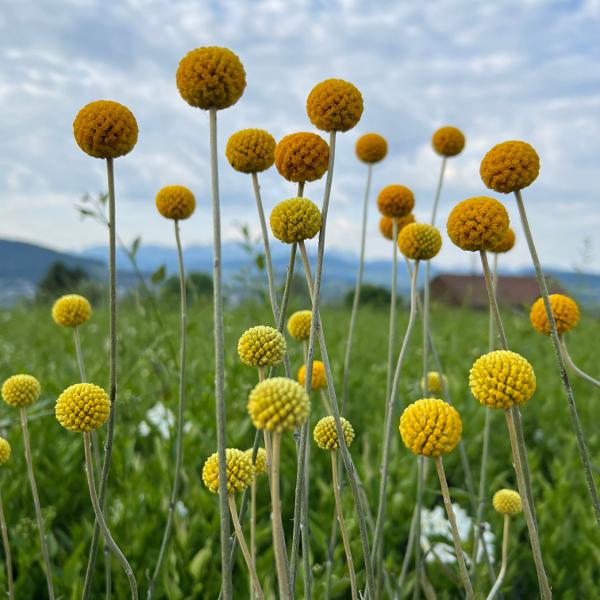 Produktbild Säntispracht 2 er Set, Der Trommelschlägel, die hervorragende Schnittblume - Craspedia globosa Golf Beauty (30 cm)