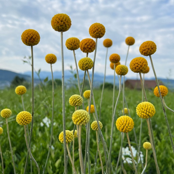 Produktbild Säntispracht 2 er Set, Der Trommelschlägel, die hervorragende Schnittblume - Craspedia globosa Golf Beauty (30 cm)