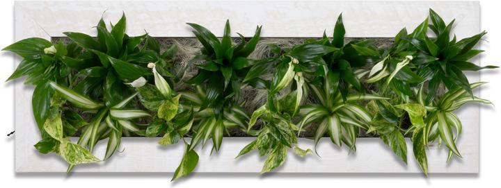 Produktbild Flowerbox Pflanzenbild Flowerwall L
