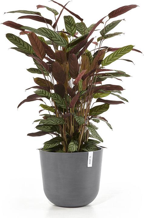 Actual product image Ecopots Oslo (35.35 cm)