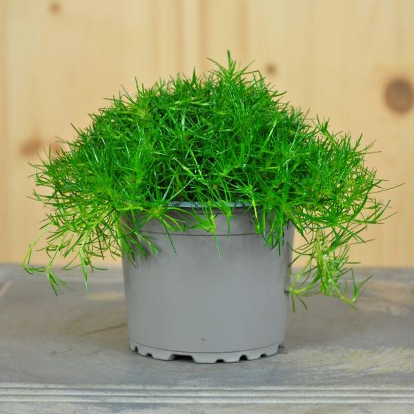 Actual product image Säntispracht Set of 8, star moss, the green carpet -Sagina subulata Irish moss dark green (10 cm)