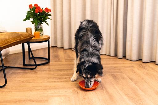 Actual product image Beeztees Leak mat tray