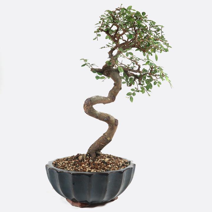 Produktbild Bonsai.ch Ulmus Chinesische Ulme