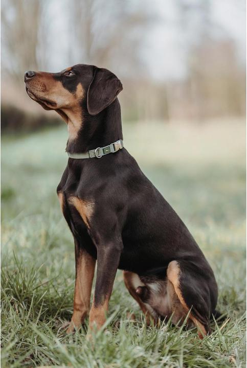 Immagine prodotto Hunter Collare Inari Alu-Strong, M, verde lime (M, Cane, Generale)