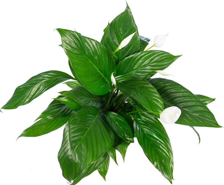 Actual product image Flowerbox Peace lily 4-8 flowers/buds - height ca. 70 cm, pot-Ø 17 cm - Spathiphyllum (70 cm)