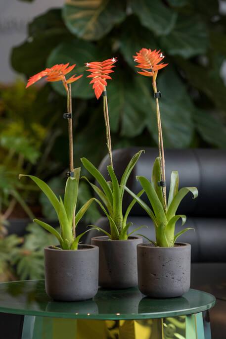 Actual product image Pottery Pots Charlie M