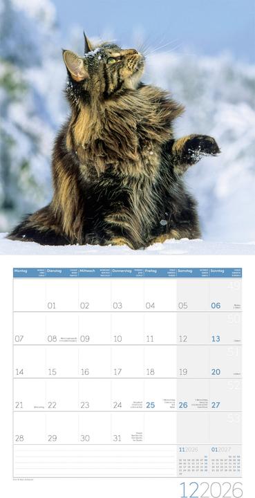 Produktbild Katzen Kalender 2026 - 30x30