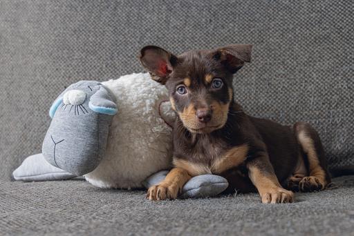 Actual product image Beeztees Herzschlag (Puppy Toy)