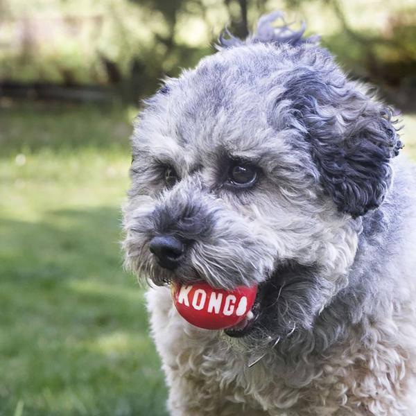 Immagine prodotto KONG Palline Signature S (2 pezzi) (Cucciolata di cane giocattolo)