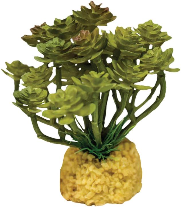 Repto Plant Plant Cactus Tree