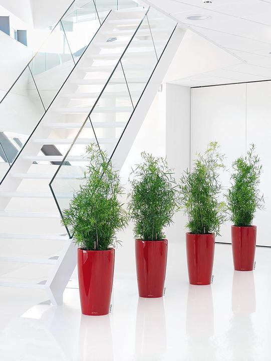 Immagine prodotto Lechuza Rondo (32.50 x 56.50 cm)